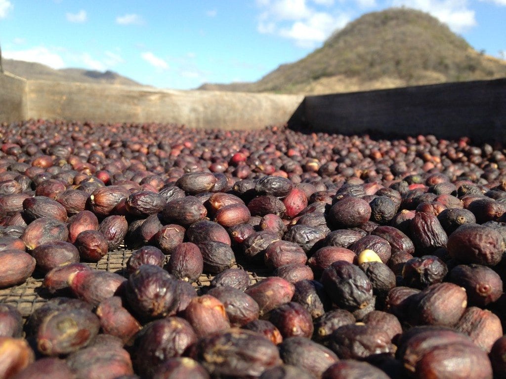 アフリカのベッドで自然に加工されたコーヒーの乾燥
