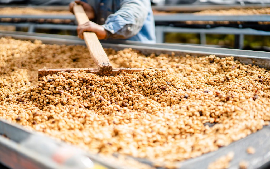 コーヒー農家が乾燥ラックにコーヒー豆を広げます