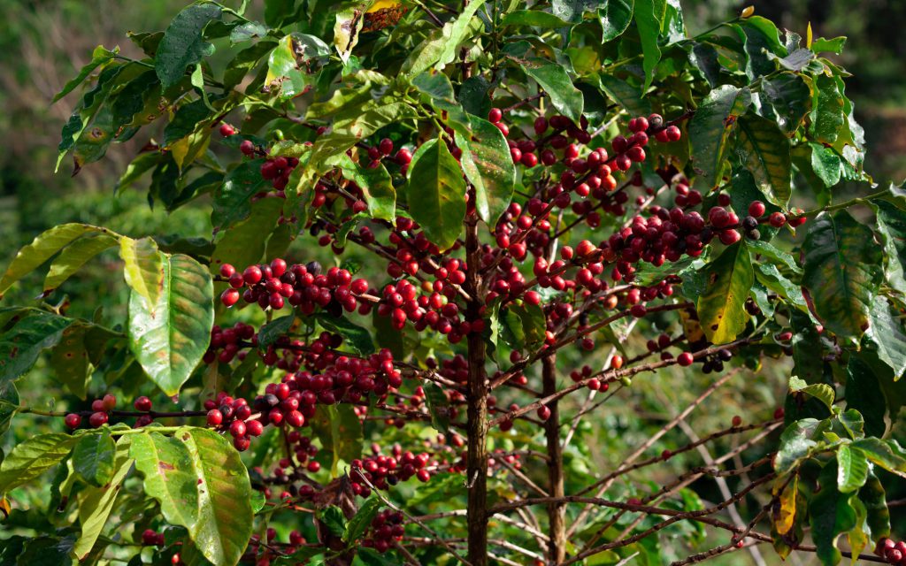 コーヒーの木に生える赤いサクランボ。