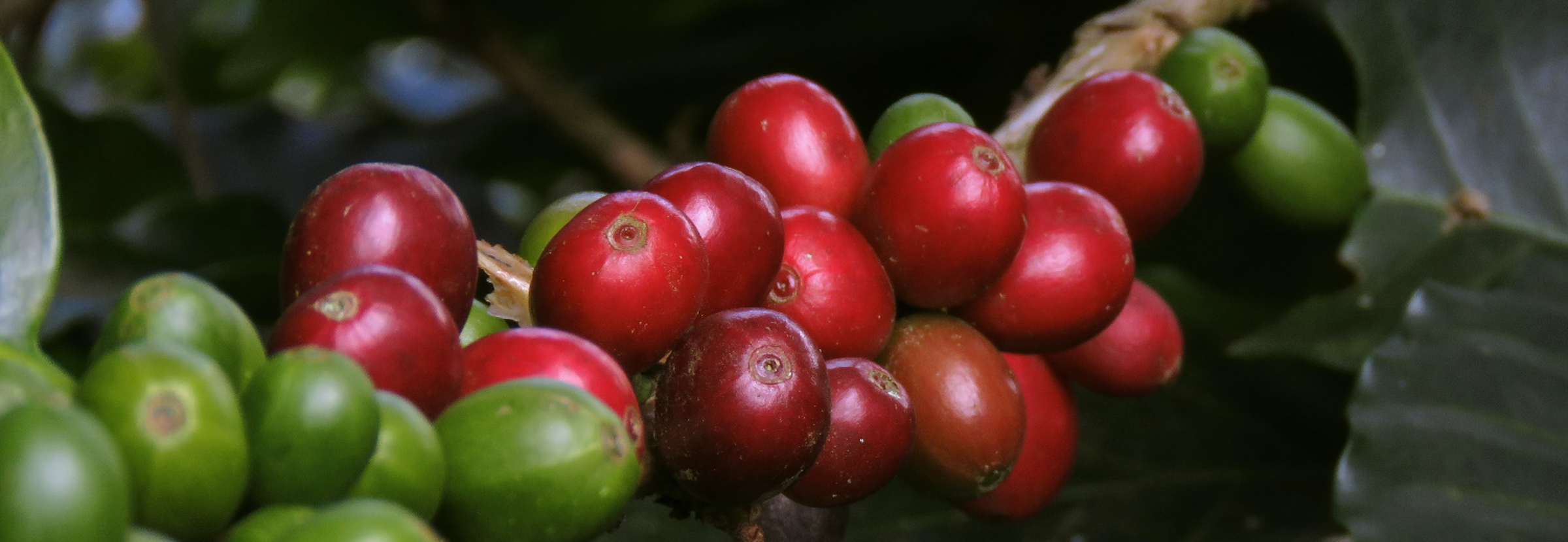 収穫の準備が整った、遺伝子組み換えされていない熟したコーヒーチェリー。