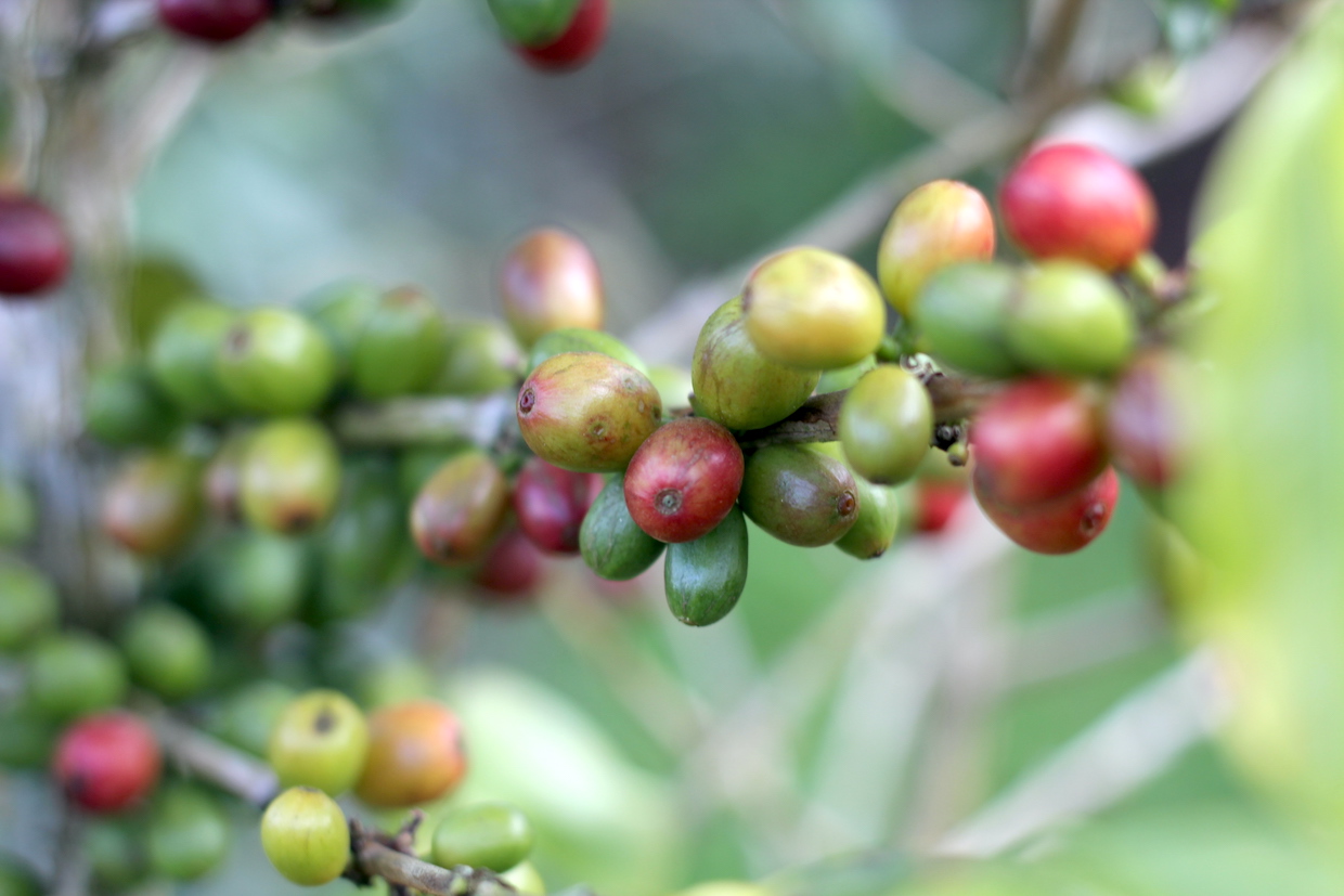 Coffee cherries